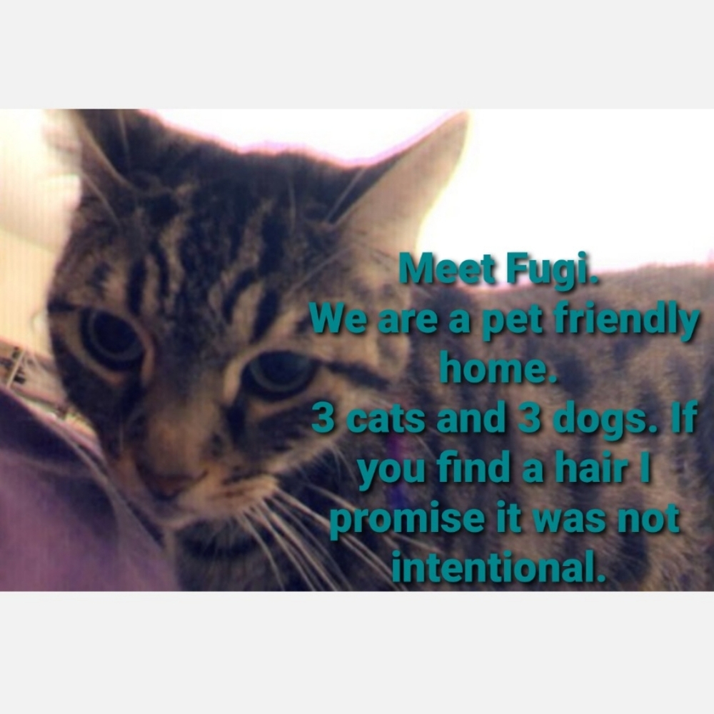 Pet friendly home